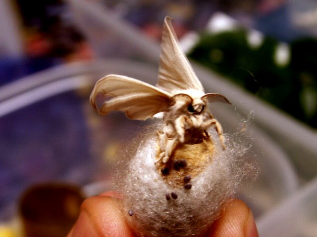 DIY Moth Repellent Sachets - Wise Craft Handmade